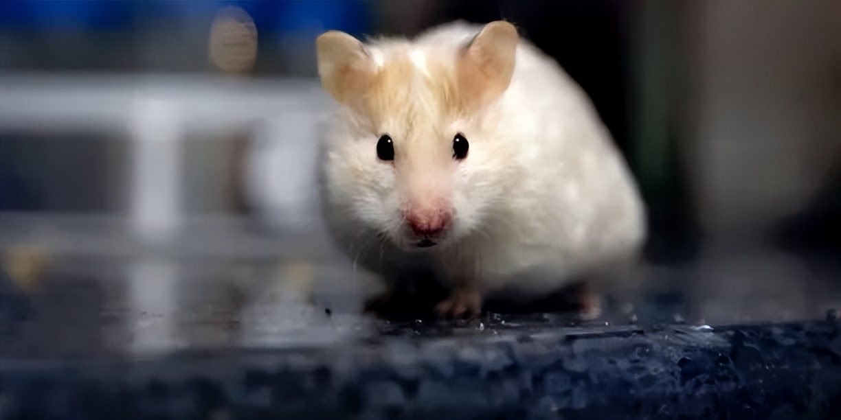 黑袍纠察队第四季剧情解析_黑袍纠察队第五季_黑袍纠察队第四话剧情深度分析